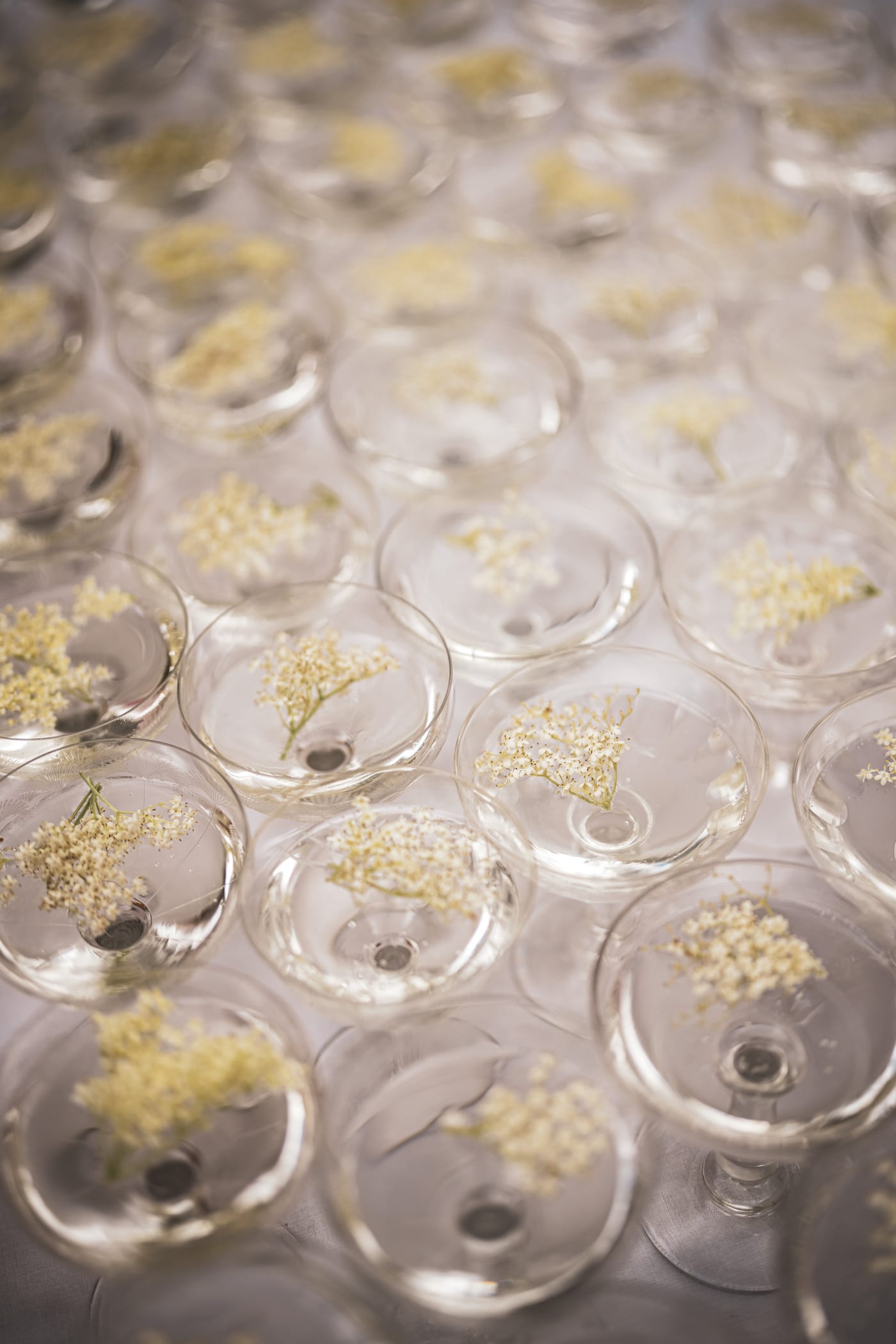 Coupes de champagne aux fleurs de sureau alignées avant le service